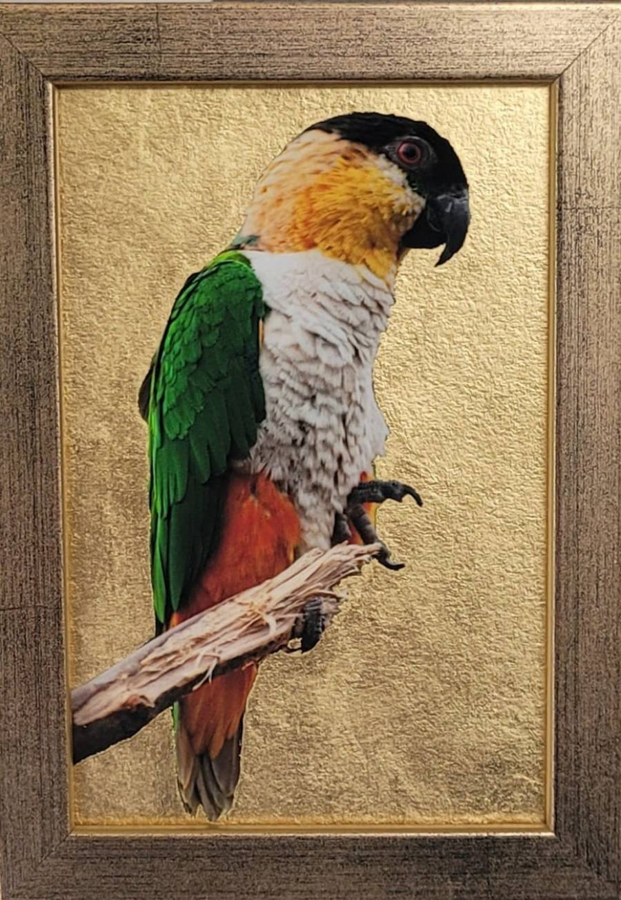 Perruche à tête noire